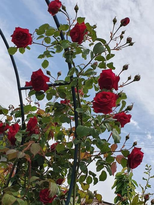 Dans Un Jardin, 3 Apartamento Ginebra