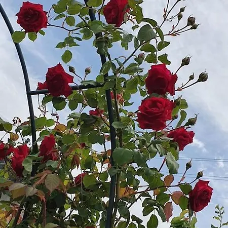Dans Un Jardin, 3 Apartment Genf